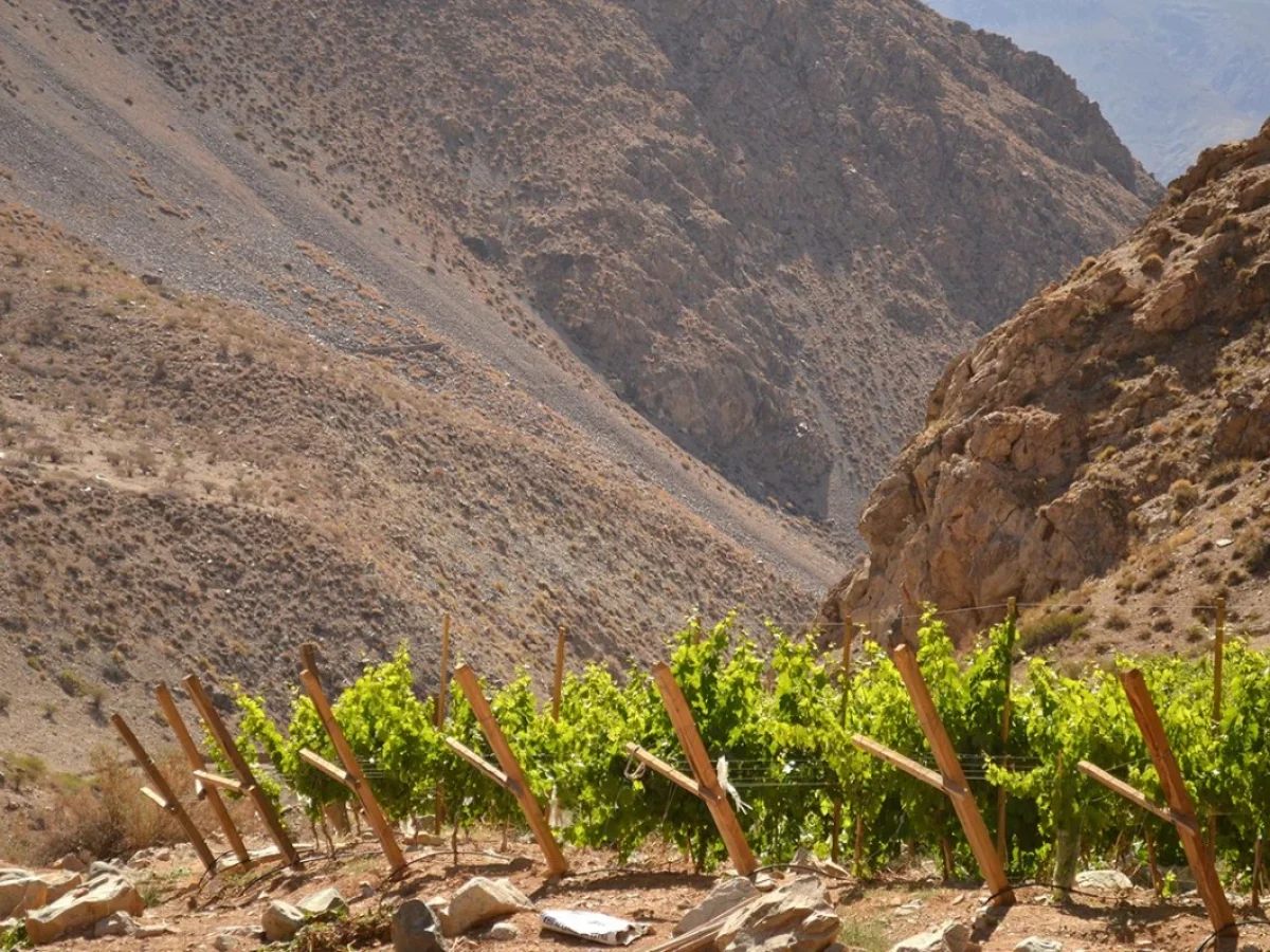 Viñedos de Alcohuaz