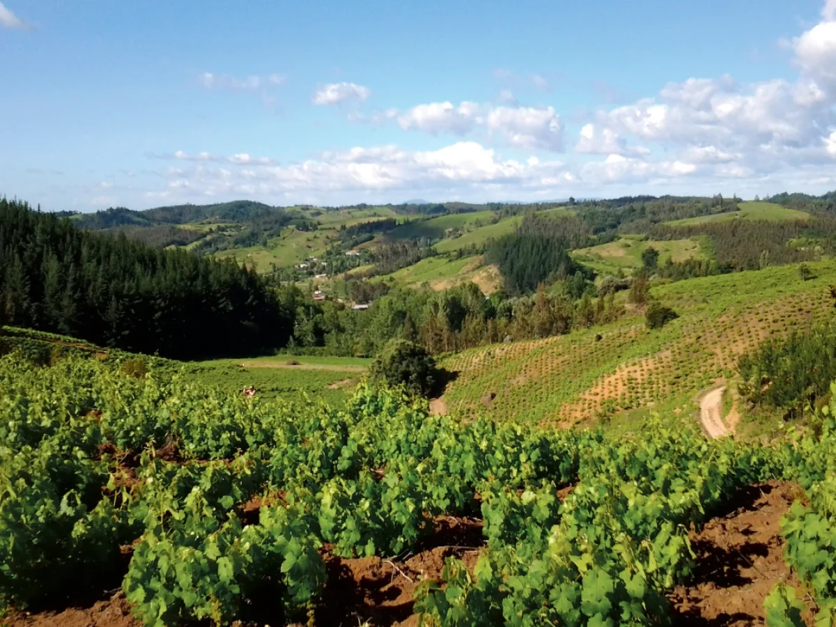 Viñas del Valle del Itata