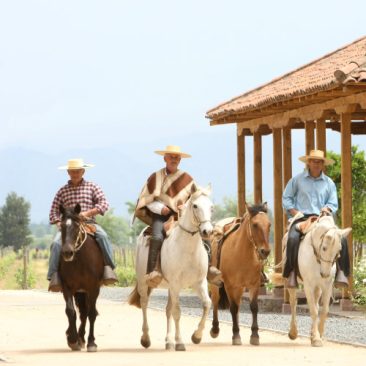Caballos en el Valle de Colchagua Caballos en el Valle de Colchagua